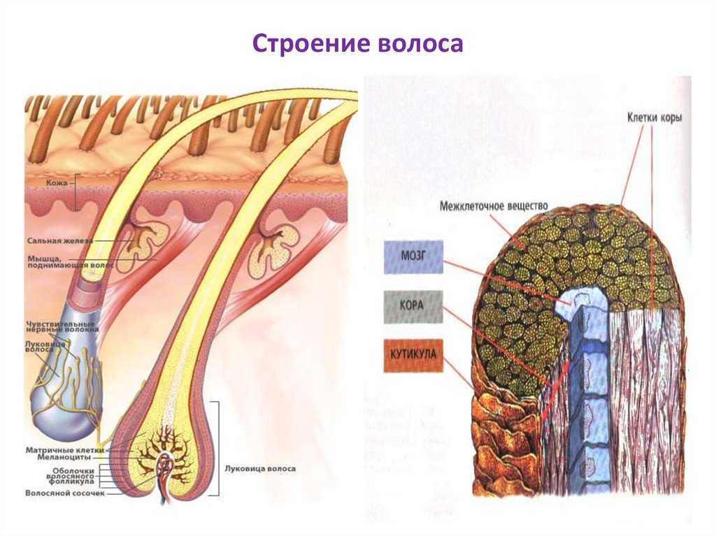 Строение волоса рисунок и описание