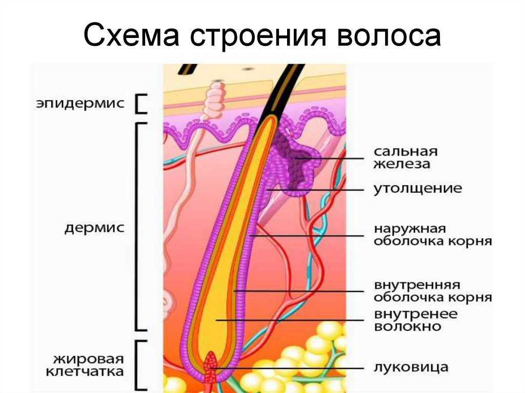 Волос в разрезе схема