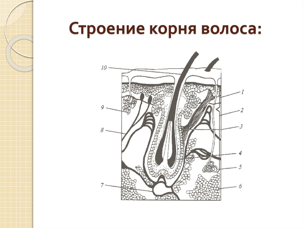 Строение корня волоса рисунок. Строение волоса человека без подписей. Строение фолликула волоса схема. Строение стержня волоса человека.