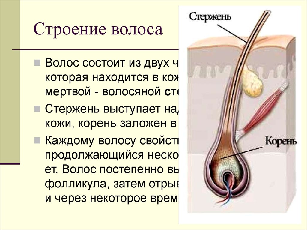 Строение волоса картинки волоса