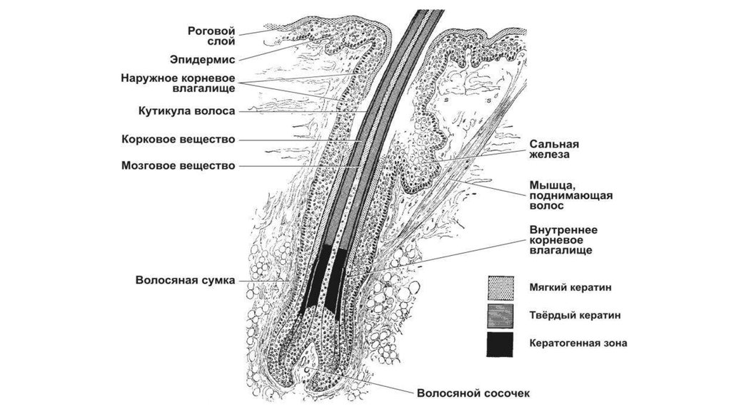 Волос в разрезе схема