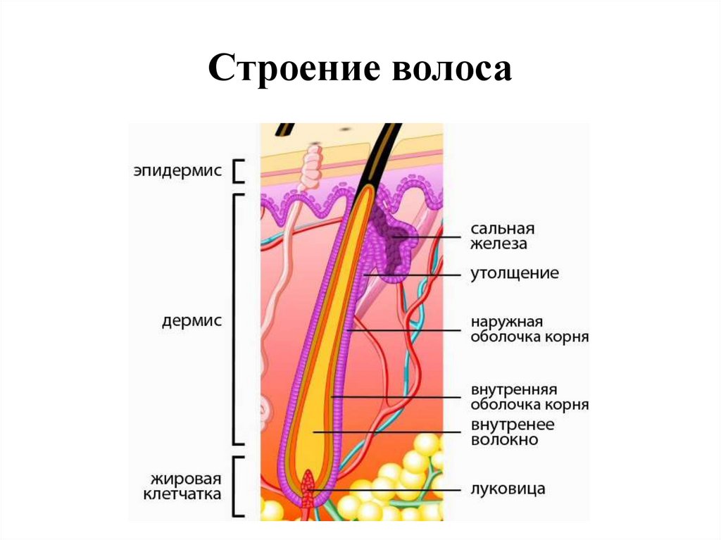 Фото строение волоса человека