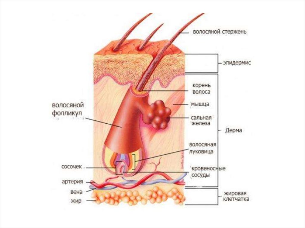 Строение волосяного фолликула схема