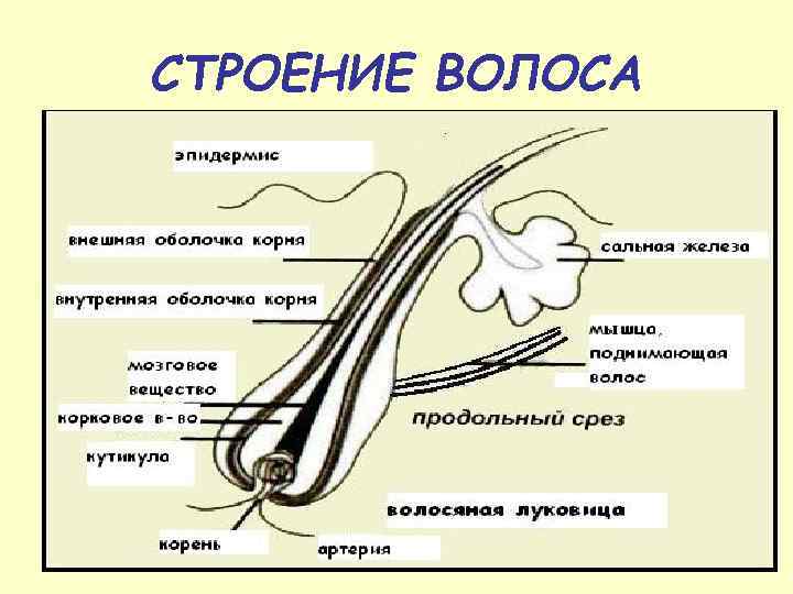 Схема волос в разрезе