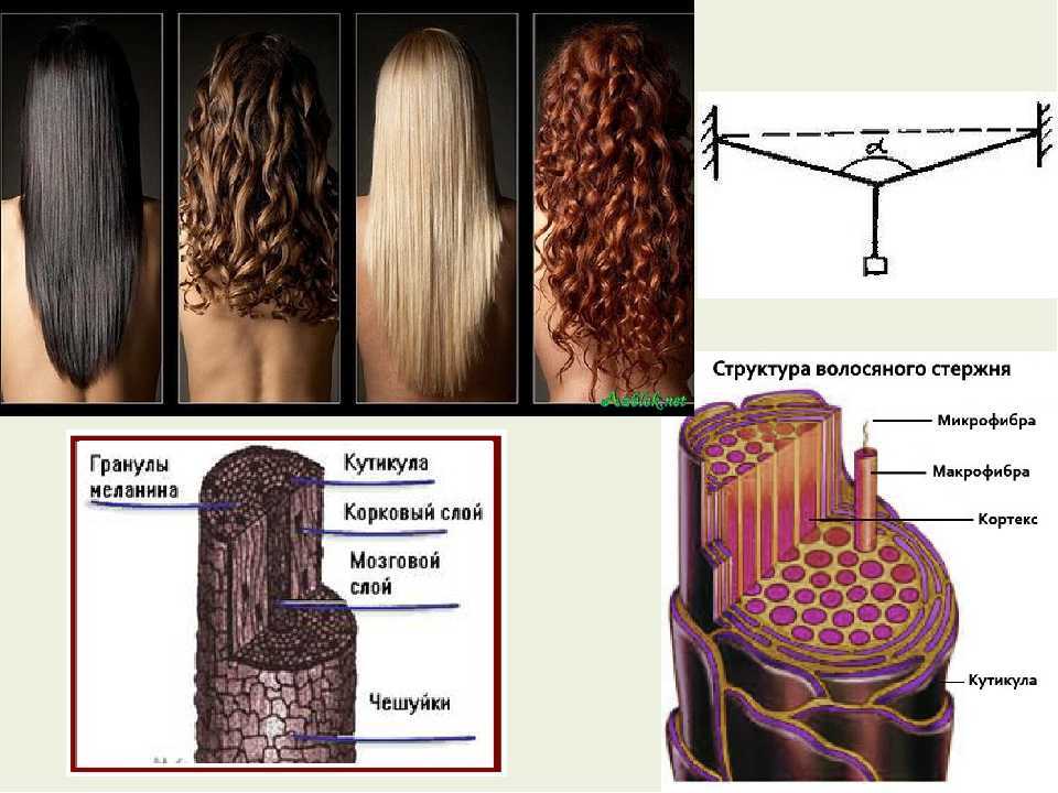 Схема волос в разрезе