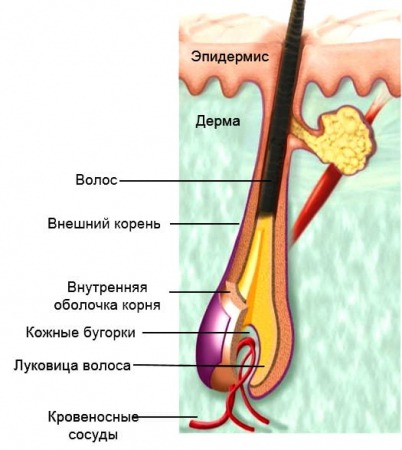 Строение ресницы фото