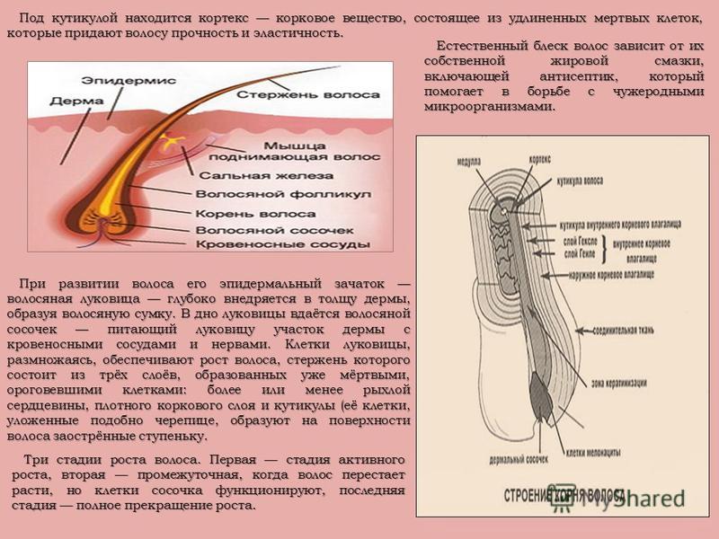 Строение волоса рисунок и описание