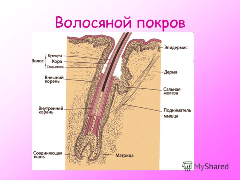 Белок кератин волосяной покров эпидермис волос подшерсток. Строение волоса млекопитающих гистология. Структура волоса. Наружное и внутреннее эпителиальное влагалище волоса. Строение волоса человека.