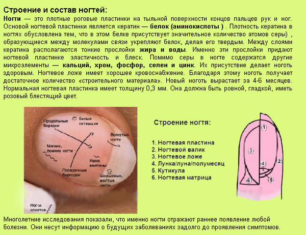 Строение ногтя фото