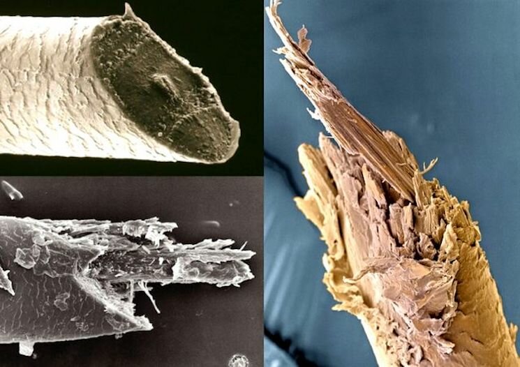 Секущиеся волосы фото под микроскопом