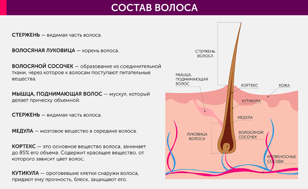 Схема волос в разрезе