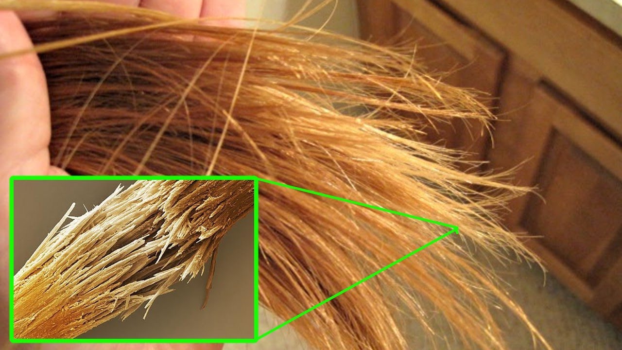 Какие волосы секутся. Узелковая трихоклазия. Посеченные волосы. Сеченые кончики. Секущиеся кончики волос.