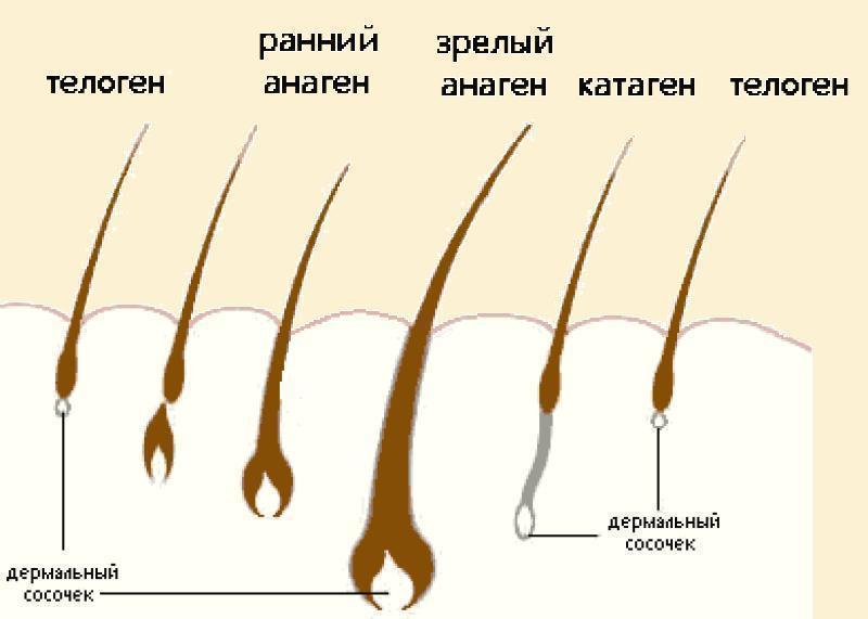 Рост волос интенсивное. Телоген фаза роста волос. Анаген катаген телоген. Анаген катаген телоген волос на голове. Фазы анаген катаген телоген.