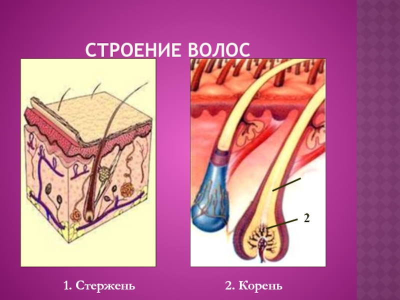 Корень волоса. Строение волоса стержень корень. Строение волоса для детей. Строение волоса плакат. Волосяной стержень.